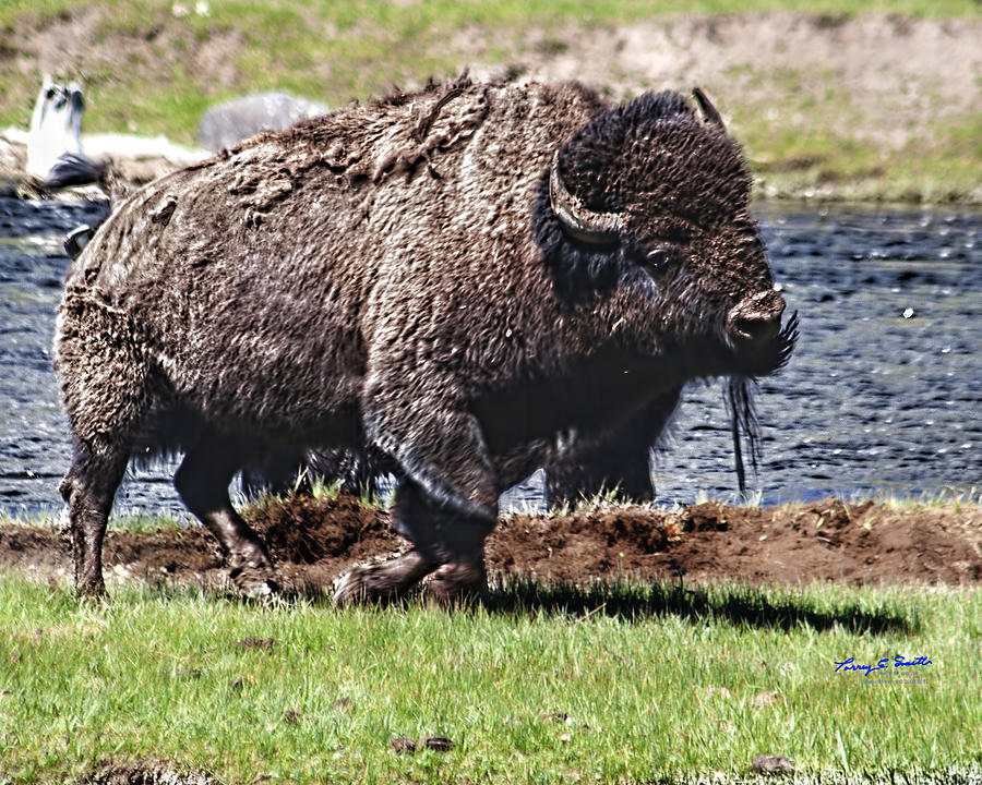 Yellowstone National Park Photograph - American Bison IMG 8881   2012 by Torrey E Smith