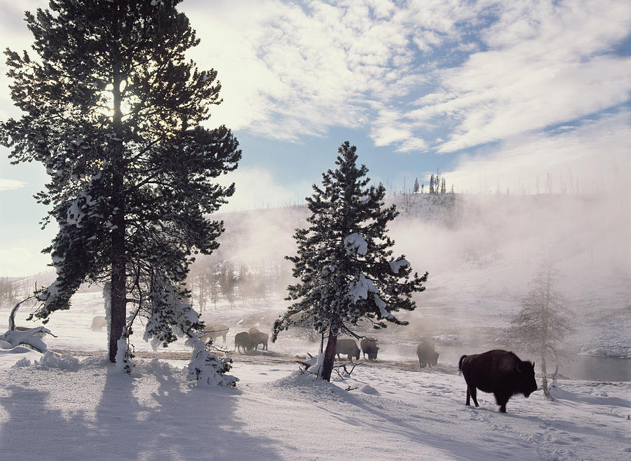 American Bison In Winter Yellowstone Photograph by Tim Fitzharris