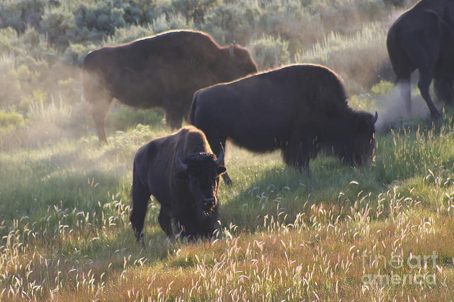 American Bison in Yellowstone Photograph by Teresa Zieba