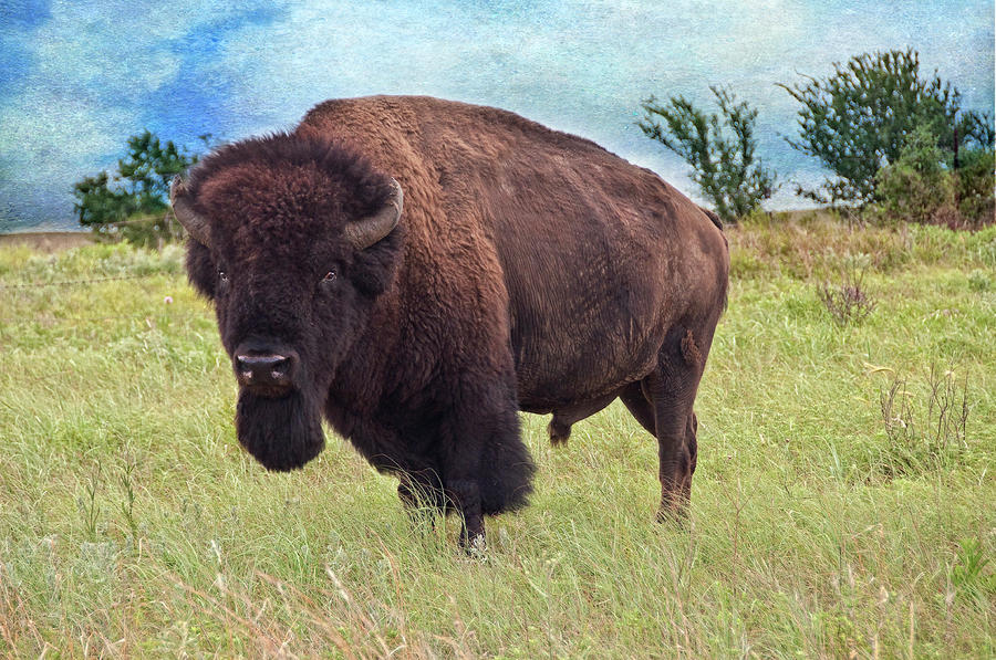 Bison Photograph - American Bison by Tamyra Ayles