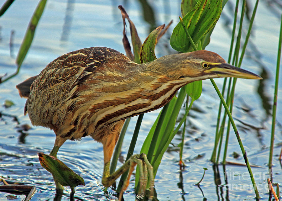 Nature Photograph - American Bittern by Larry Nieland