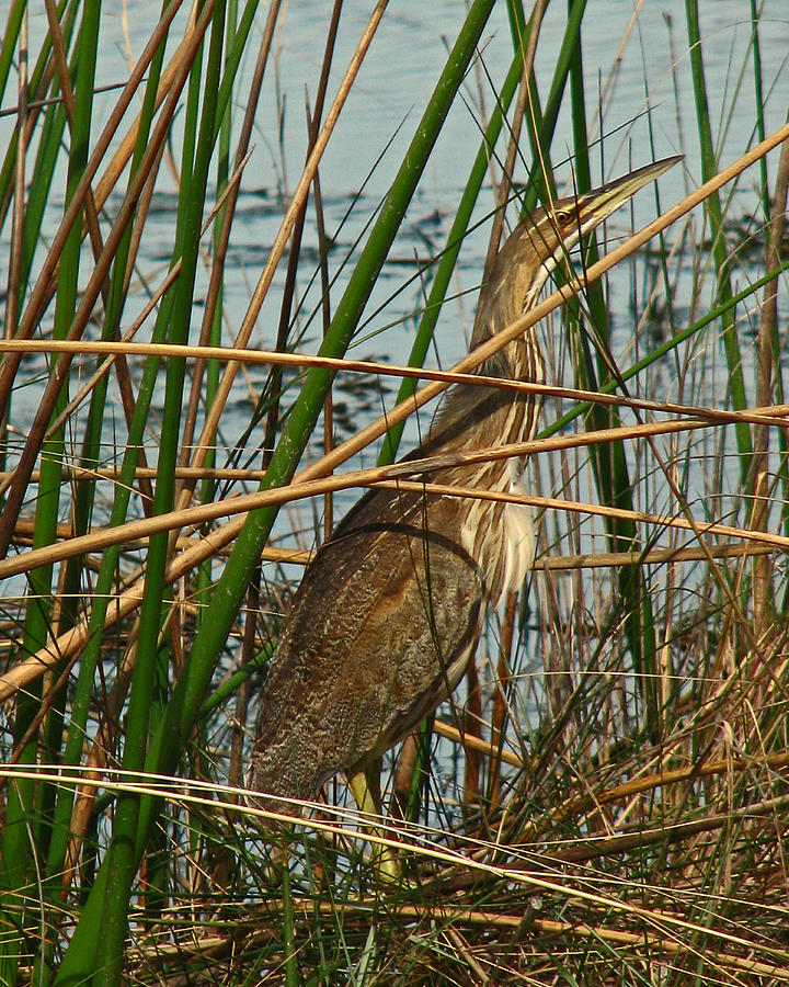 American Bittern Photograph by Peggy Urban