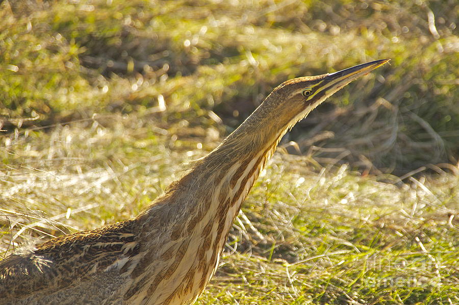 American Bittern Profile Photograph by Sean Griffin