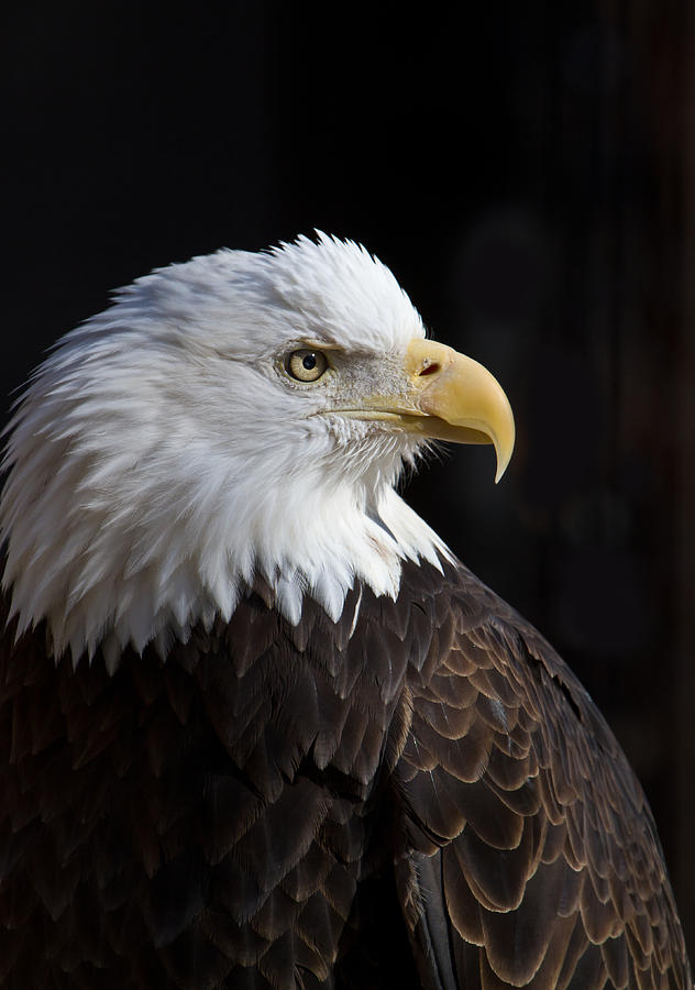 American Blad Eagle Photograph by Straublund Photography | Fine Art America