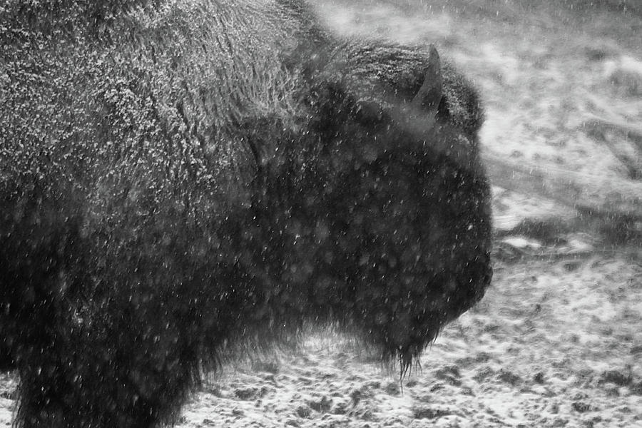 American Buffalo 1 Photograph by Scott Hovind