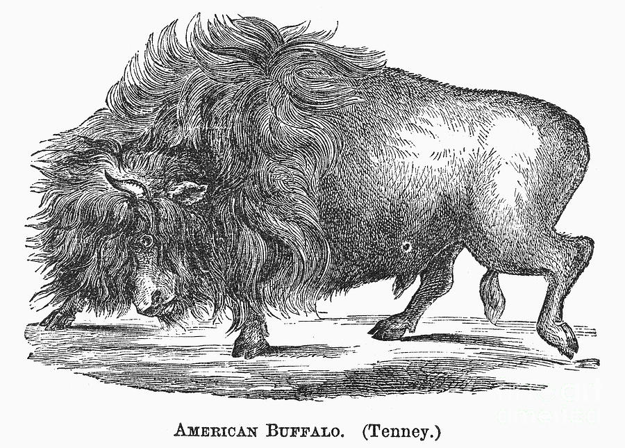 American Buffalo, 1873 Photograph by Granger