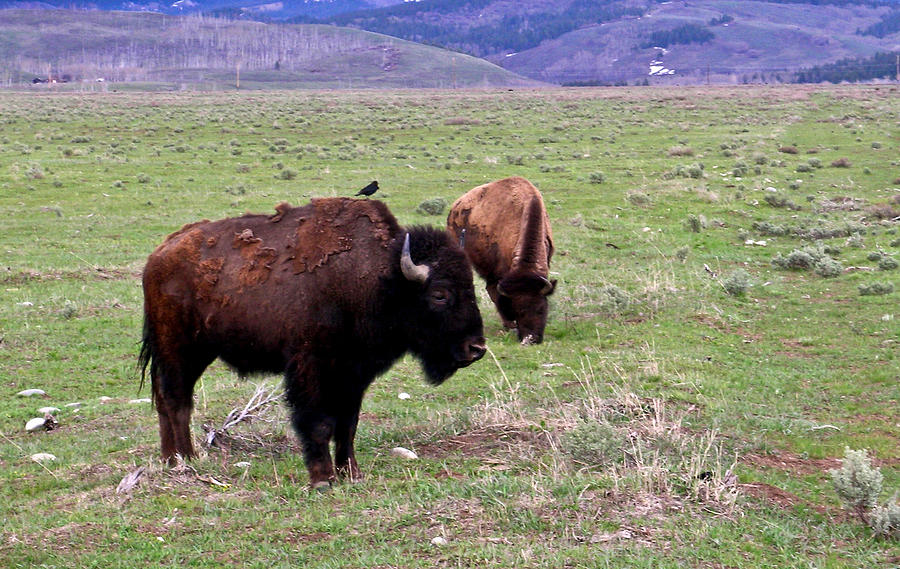 American Buffalo 2 Photograph by Douglas Barnett | Fine Art America