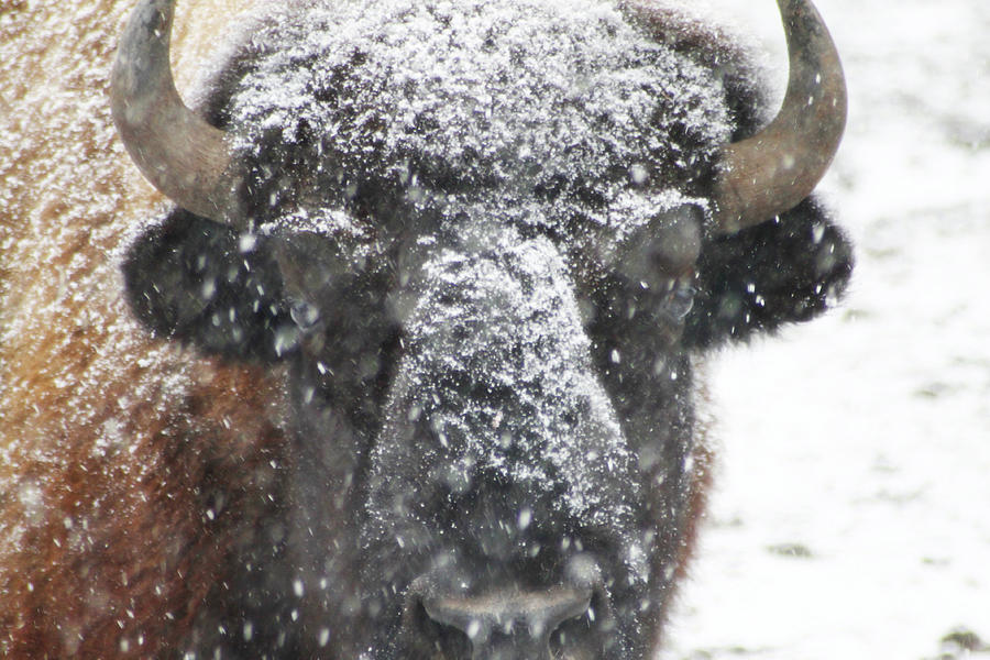 American Buffalo 3 Photograph by Scott Hovind