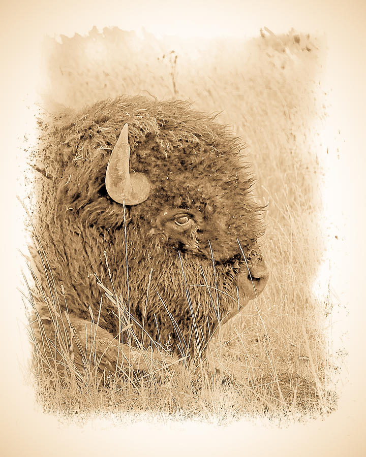 American Buffalo Antique Photograph by Steve McKinzie