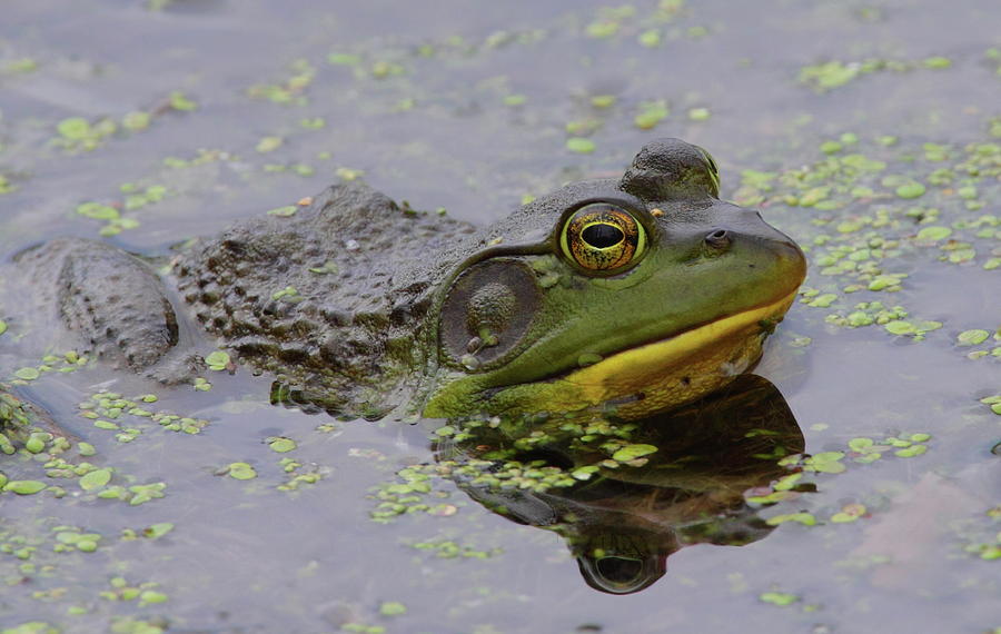 American Bullfrog Photograph by Bruce J Robinson