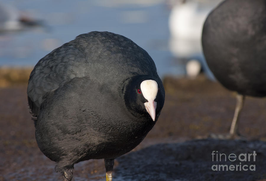 American Coot Photograph by Andrew  Michael