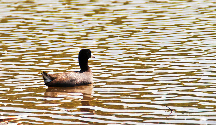 American Coot Floating By Photograph by Ed Peterson