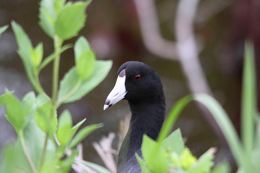 American Coot Photograph by Jeanne Andrews
