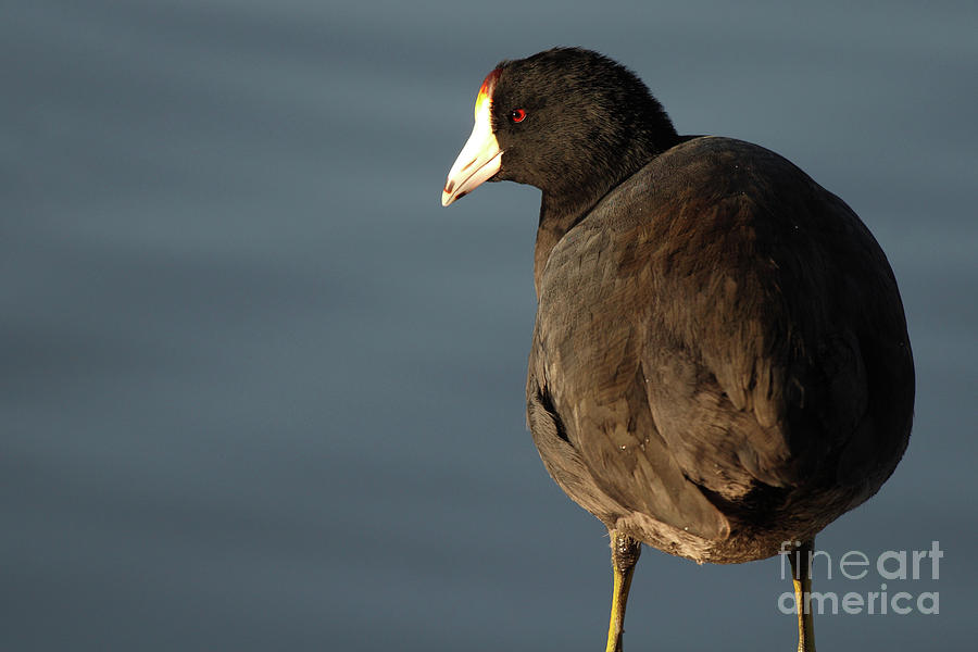 American Coot Looking Out Photograph by Max Allen