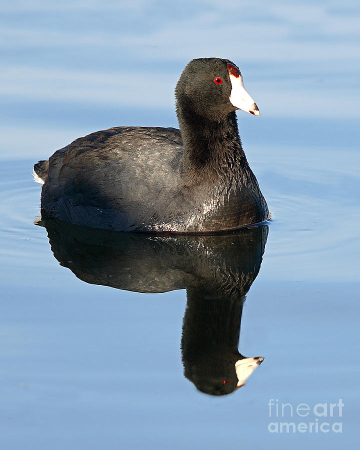 American Coot Reflections Photograph by Max Allen