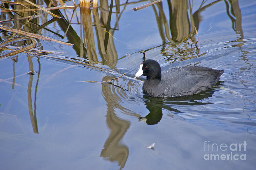 American Coot Photograph by Sean Griffin