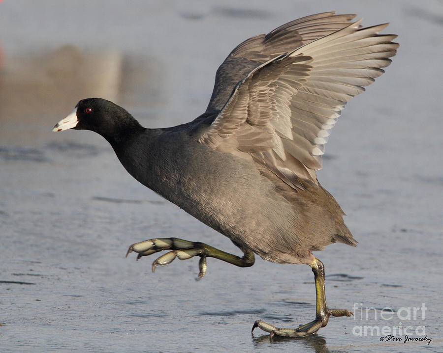 American Coot Photograph by Steve Javorsky