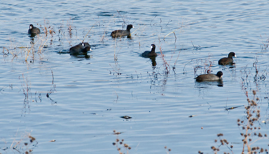 American Coots Swiming Photograph by Ed Peterson