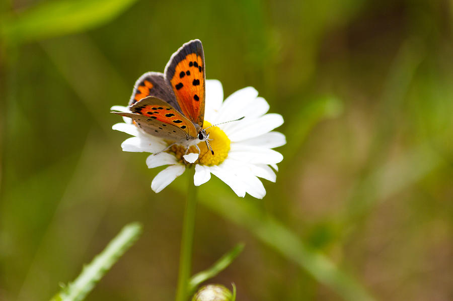 American Copper on a Daisy Photograph by Artistic Photos - Fine Art America