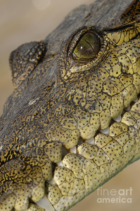 American Crocodile Photograph by Raul Gonzalez Perez