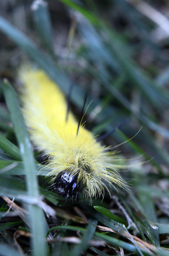 American Dagger Moth caterpillar-2 Photograph by Steve Somerville
