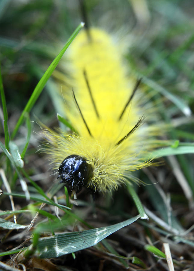 American Dagger Moth caterpillar Photograph by Steve Somerville
