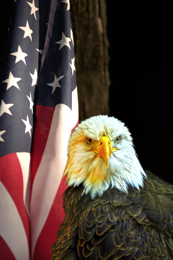 American Eagle And American Flag Photograph by Randall Branham
