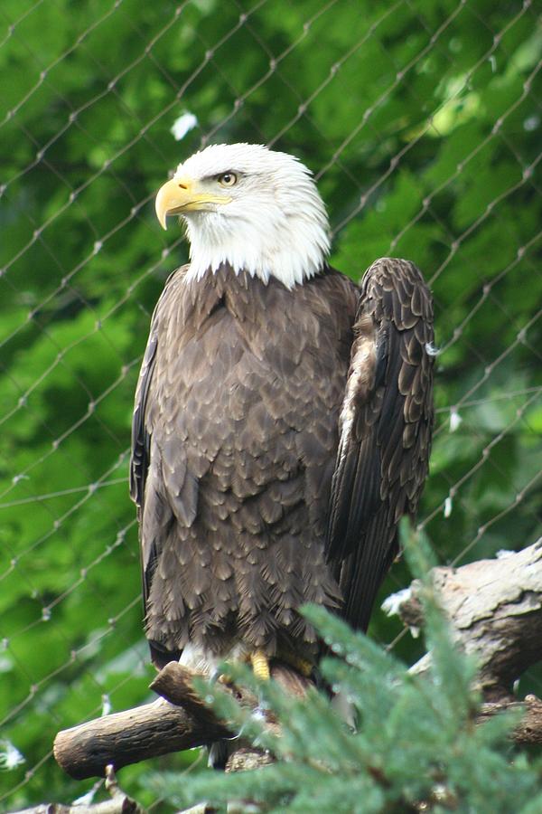 Eagle Photograph - American Eagle by Debi York