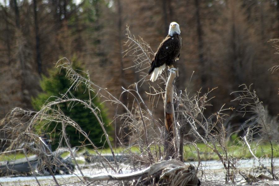 American Eagle On Snake River Photograph by Living Color Photography Lorraine Lynch