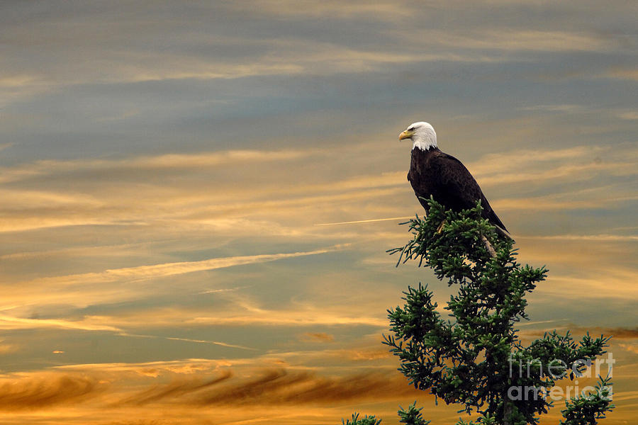 American eagle sunset Photograph by Dan Friend