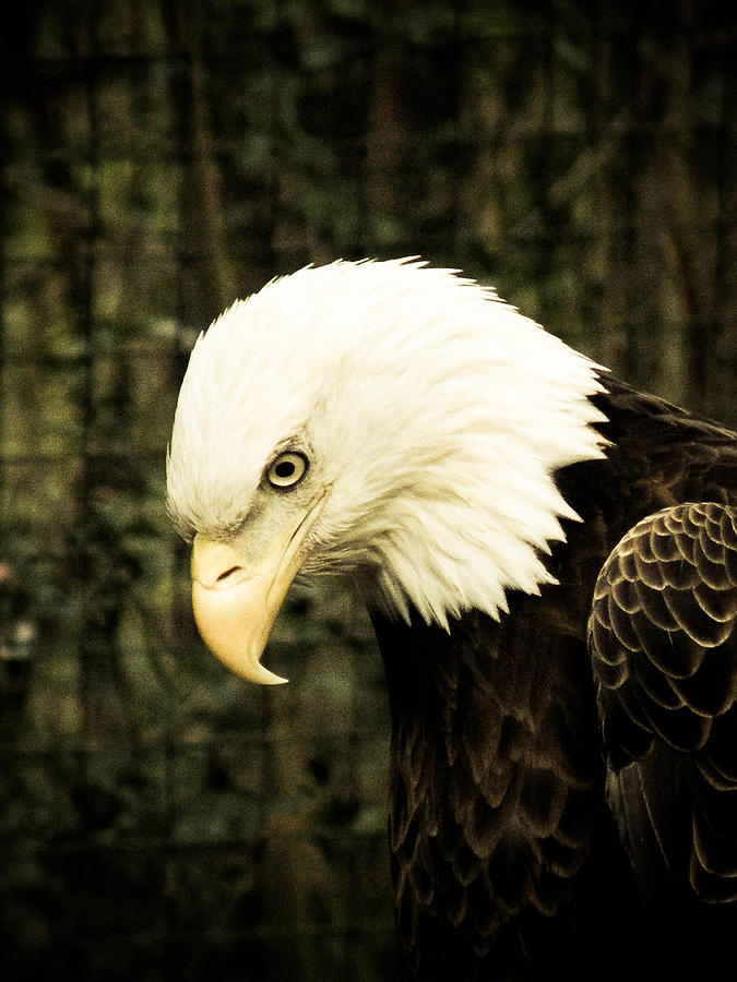 American Eagle Photograph by Trish Tritz