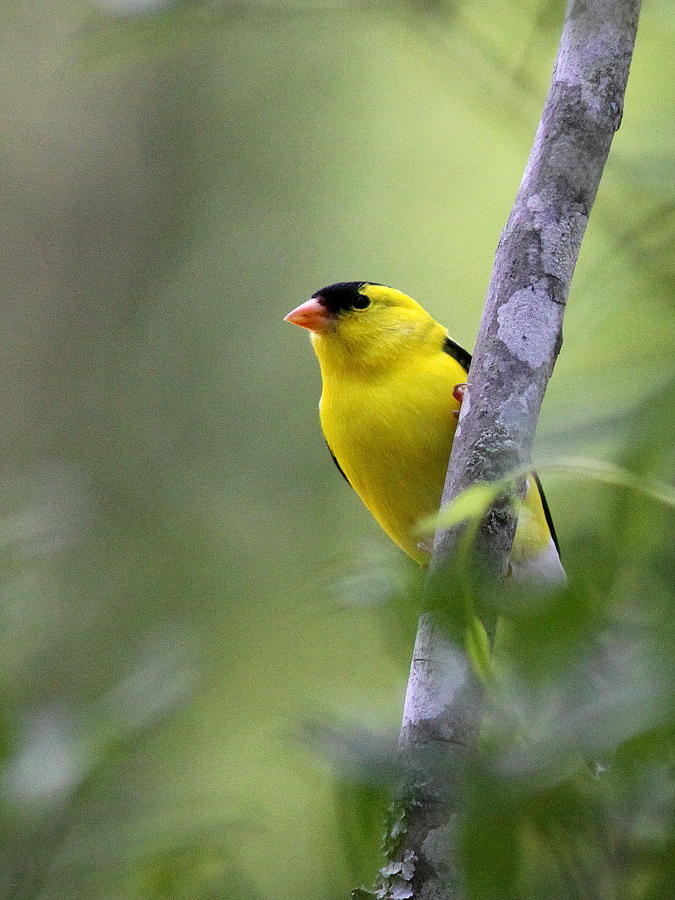 Bird Photograph - American Goldfinch - Peaceful by Travis Truelove
