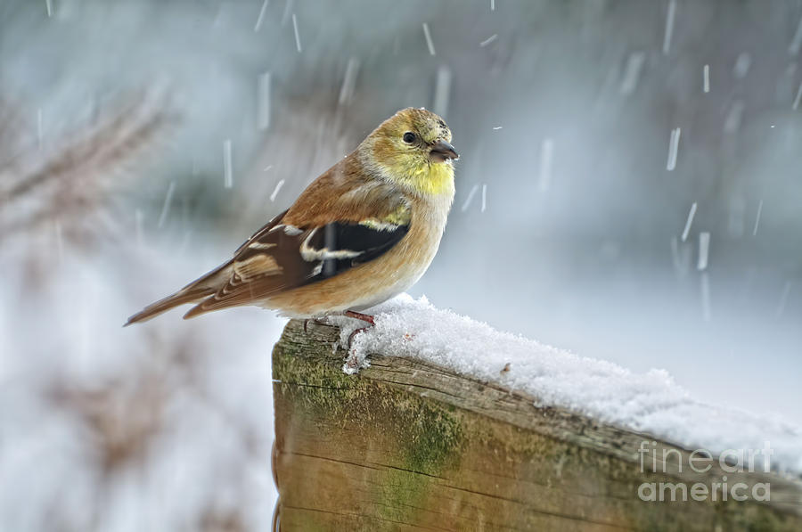 Nature Photograph - American Goldfinch - Spinus Tristis by Pamela Baker