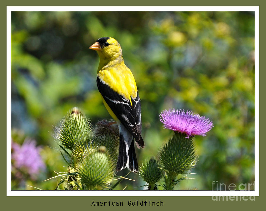 Bird Photograph - American Goldfinch 2  by Elaine Manley