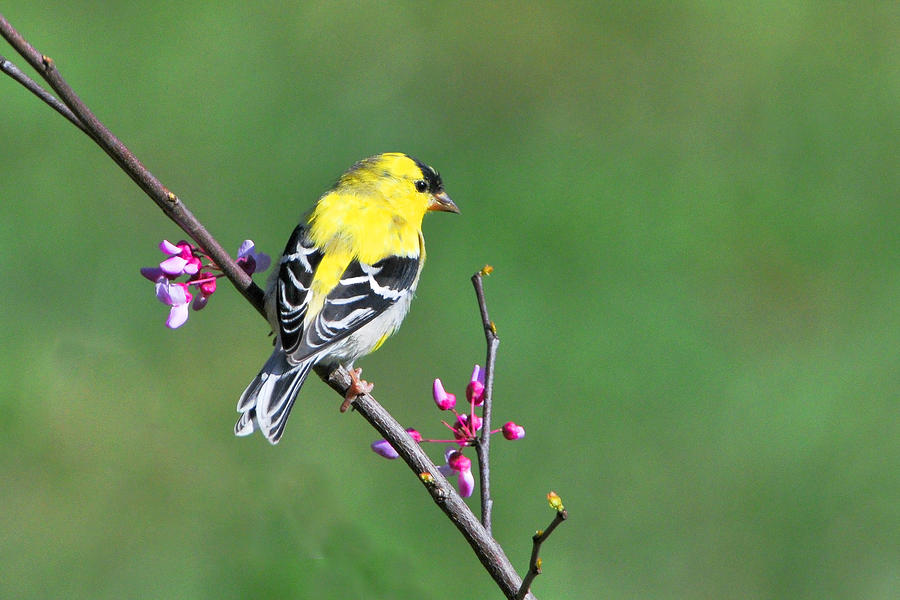 Finch Photograph - American Goldfinch by Alan Lenk