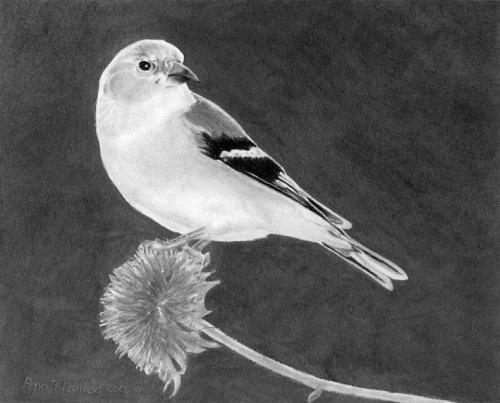 American Goldfinch Drawing by Ana Tirolese