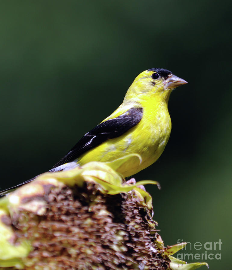 American Goldfinch and Sunflower Photograph by Ronald Grogan