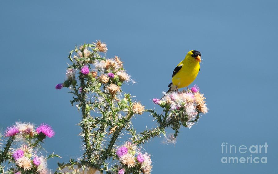 American Goldfinch Photograph by Elaine Manley