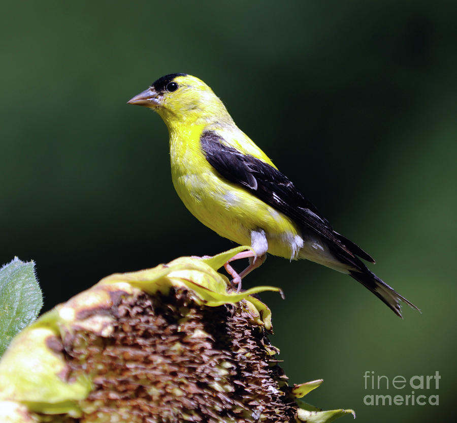 American Goldfinch Facing Left Photograph by Ronald Grogan