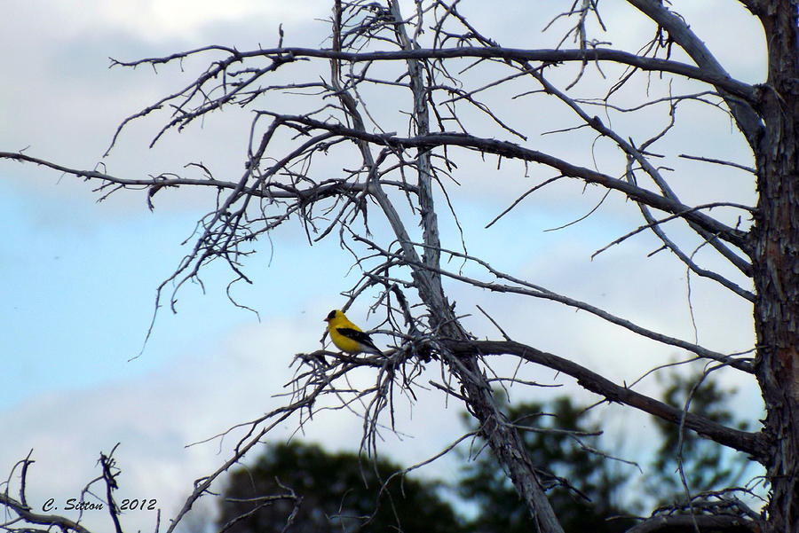 American Goldfinch in Tree Photograph by C Sitton