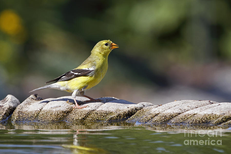 American Goldfinch Photograph by John Van Decker