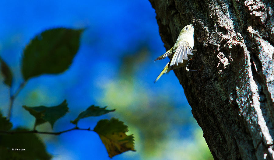 American Goldfinch Leaving Photograph by Ed Peterson