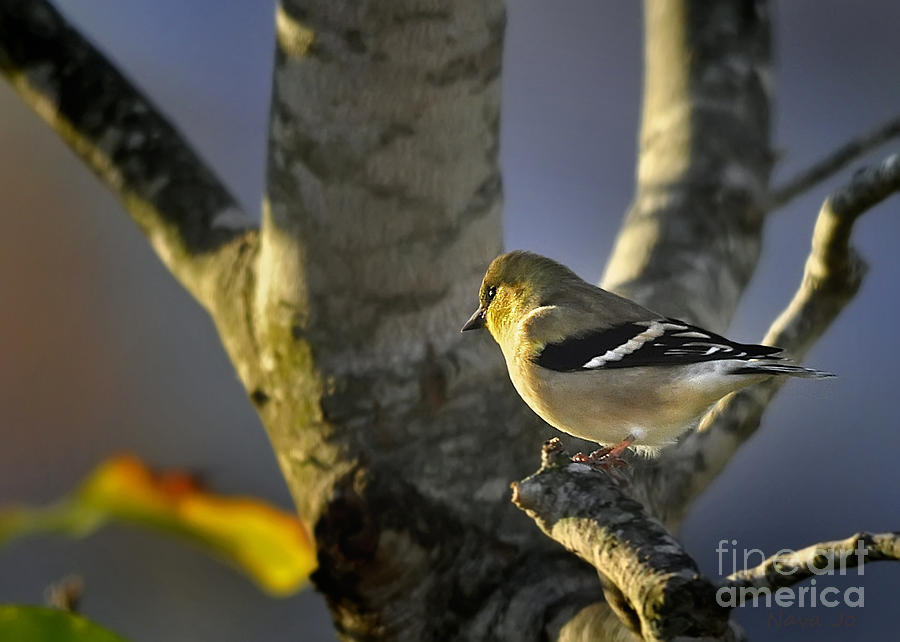 American Goldfinch Photograph by Nava Thompson