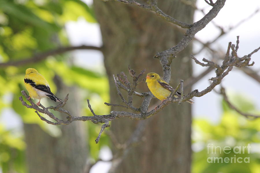 Yellow Bird Photograph - American Goldfinch Pair by Scenesational Photos Yellow Bird Photograph - American Goldfinch Pair by Scenesational Photos