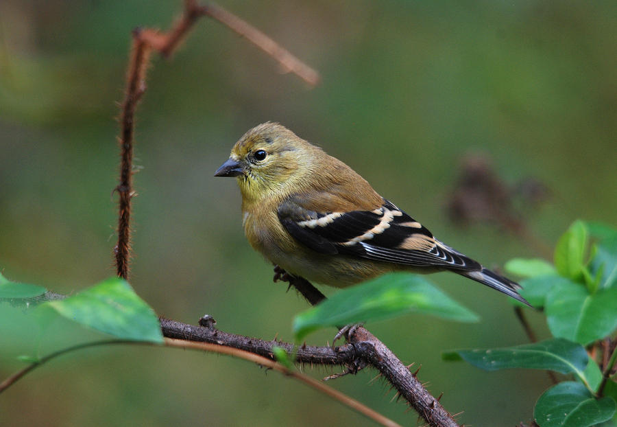 American Goldfinch Photograph by Perry Van Munster
