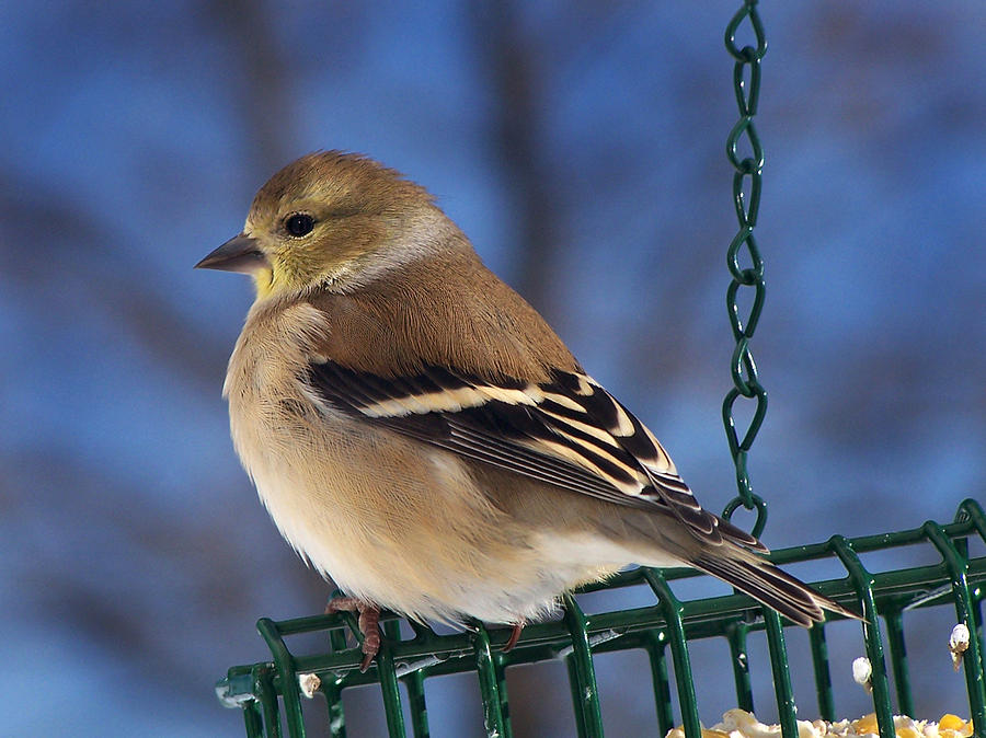 American Goldfinch Portrait Photograph by Bill Pevlor