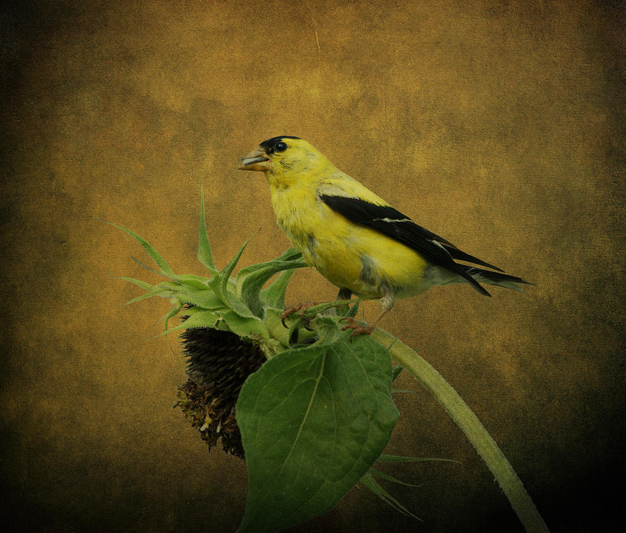 American Goldfinch Photograph by Sandy Keeton