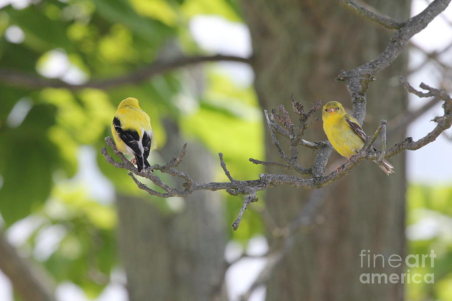 American Goldfinch Photograph - American Goldfinch by Scenesational Photos American Goldfinch Photograph - American Goldfinch by Scenesational Photos