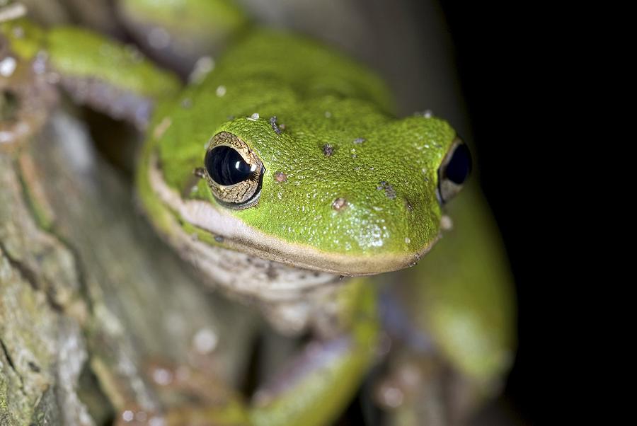Nature Photograph - American Green Treefrog by Clay Coleman