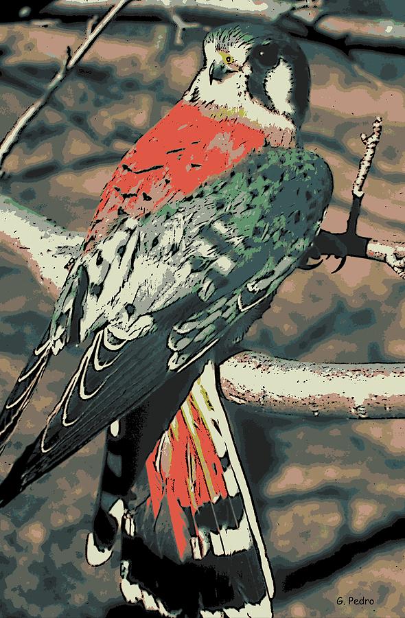 American Kestrel Photograph by George Pedro American Kestrel Photograph by George Pedro